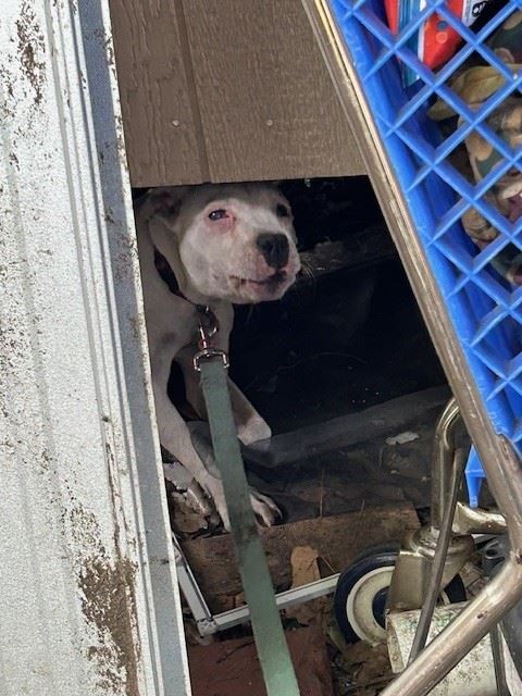 One of several dogs confiscated during recent arrests in Lake City